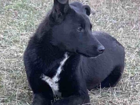 Чорний собачка Блек в добрі руки