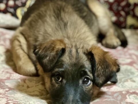 Щеня Сані в добрі руки