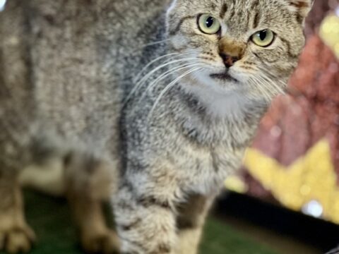 Котик Барс в добрі руки